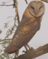 /album/photogallery/barn-owl-trugerrey-jpg1/